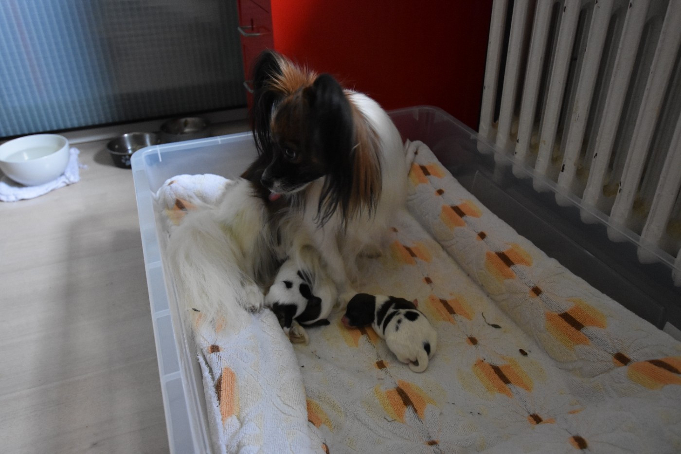 Naissance de 4 chiots le 14 octobre 2025 (3 mâles et 1 femelle)