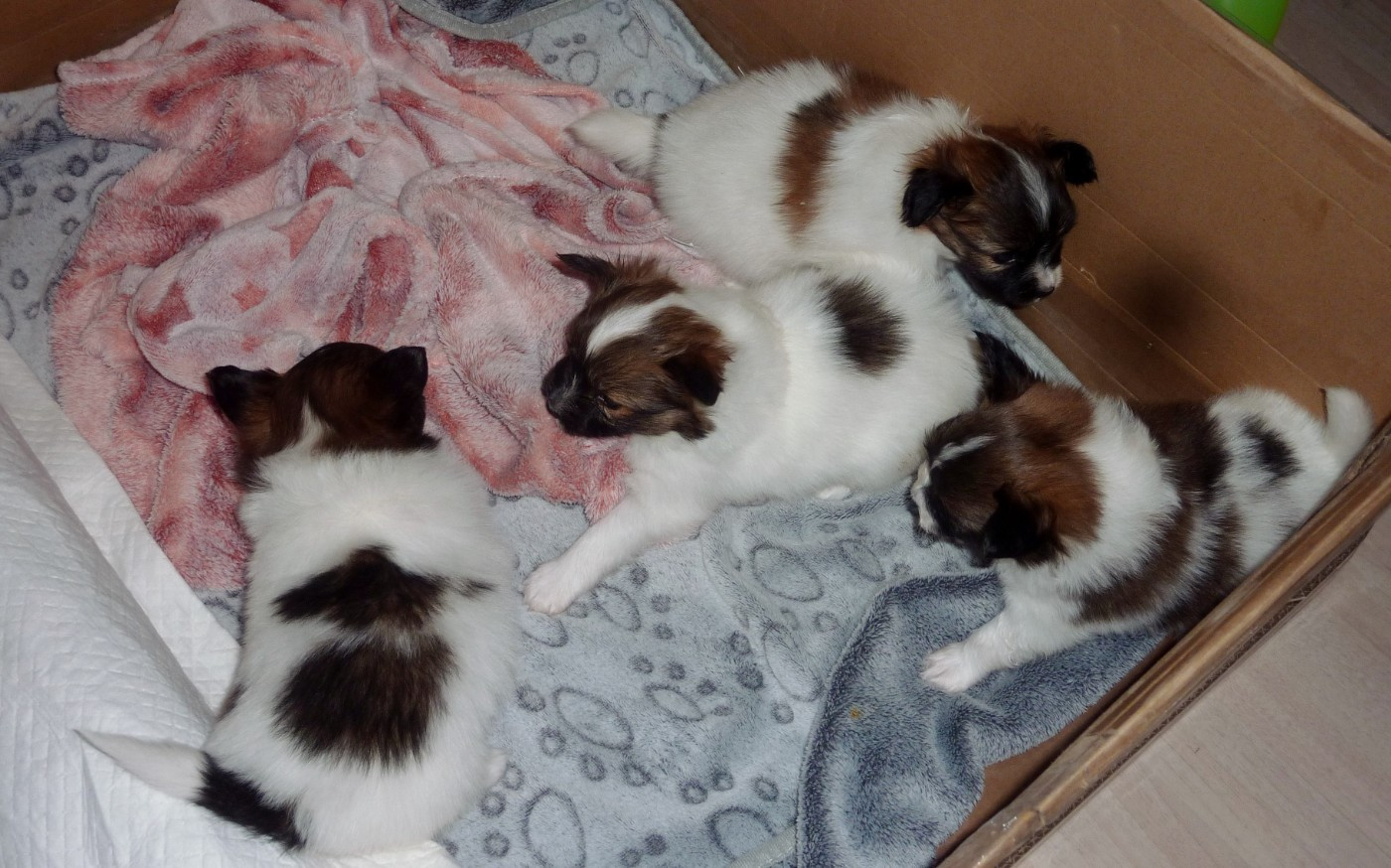 Evolution des chiots de TAYA