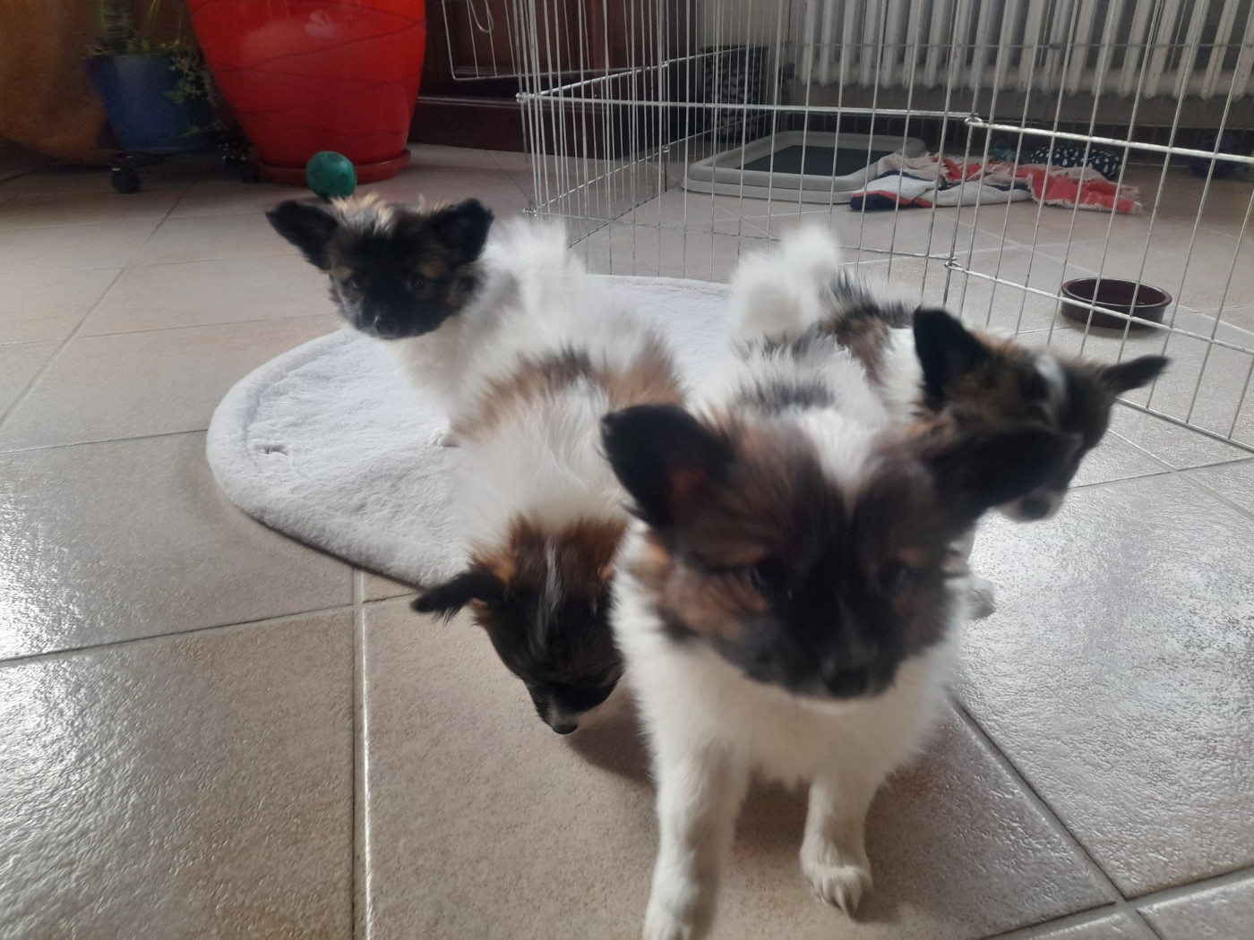 La portée de TAYA a bientôt 2 mois