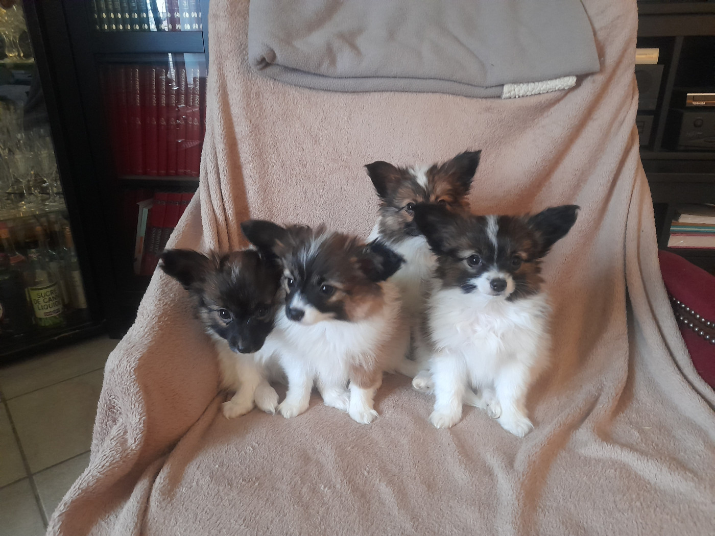 La portée de TAYA a 2 mois et 10 jours