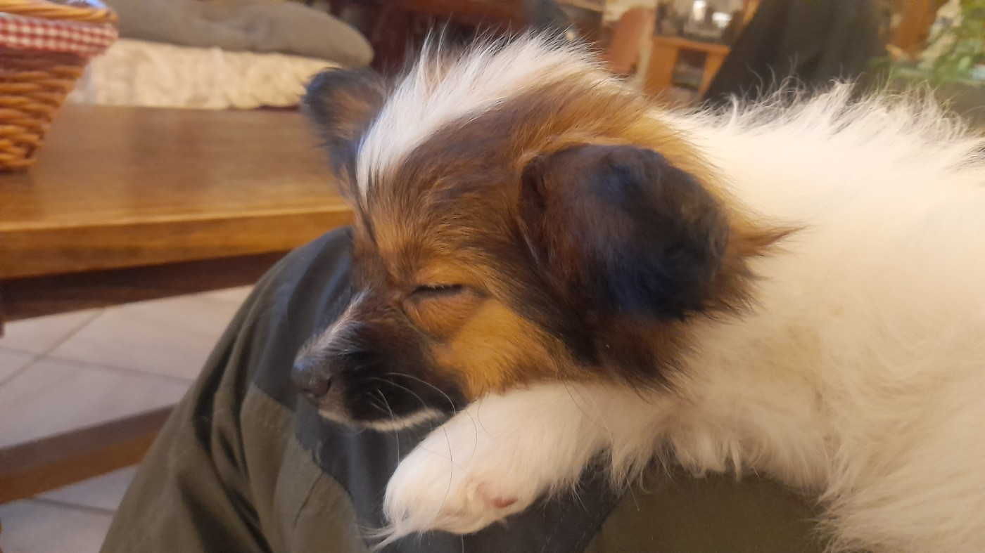 De La Combe De L'Eau - AESON attend sa famille pour la vie