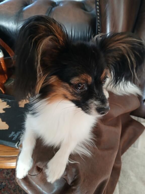 Vaïana en Champagne