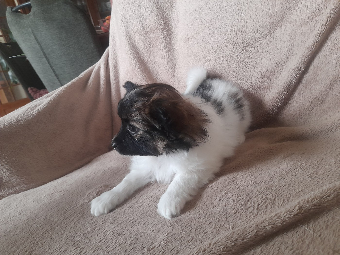 De La Combe De L'Eau - Chiots disponibles - Epagneul nain Continental (Papillon)