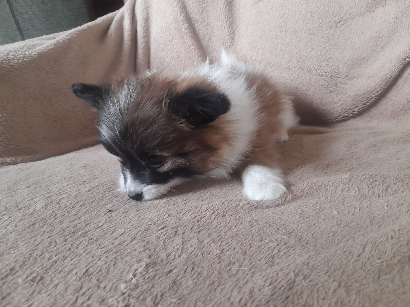 De La Combe De L'Eau - Chiots disponibles - Epagneul nain Continental (Papillon)