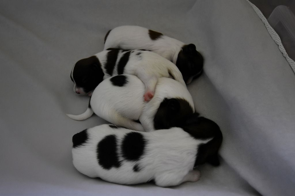 De La Combe De L'Eau - Epagneul nain Continental (Papillon) - Portée née le 14/10/2025